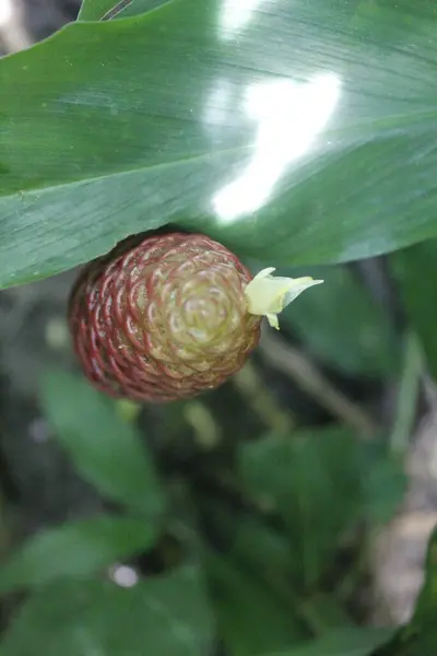 Acı zencefil, zencefil zambağı ya da zingiber zerumbet doğal şampuan olarak kullanılabilir.
