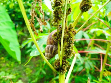 Salyangozlar sebze mahsulleri için zararlıdır.