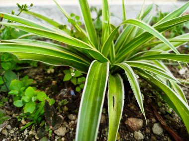 Chlorophytum Comosum fabrikası evin etrafındaki kimyasallardan toksinleri emebiliyor.