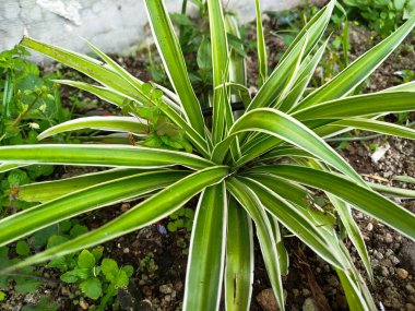 Chlorophytum Comosum fabrikası evin etrafındaki kimyasallardan toksinleri emebiliyor.