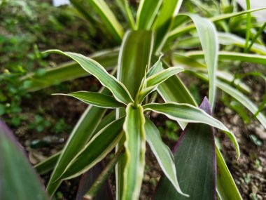 Chlorophytum Comosum fabrikası evin etrafındaki kimyasallardan toksinleri emebiliyor.
