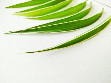 Chlorophytum Comosum fabrikası evin etrafındaki kimyasallardan toksinleri emebiliyor.