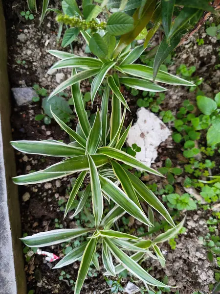 Chlorophytum Comosum fabrikası evin etrafındaki kimyasallardan toksinleri emebiliyor.