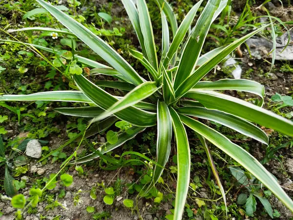 Chlorophytum Comosum fabrikası evin etrafındaki kimyasallardan toksinleri emebiliyor.