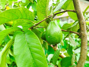 Kristal guava, gözleri sağlıklı tutan birçok besine sahiptir.