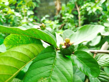 Kristal guava, gözleri sağlıklı tutan birçok besine sahiptir.