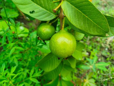 Kristal guava, gözleri sağlıklı tutan birçok besine sahiptir.