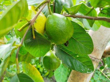 Kristal guava, gözleri sağlıklı tutan birçok besine sahiptir.