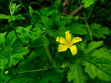 Momordika Charantia çiçekleri parlak sarıdır.