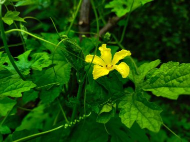 Momordika Charantia çiçekleri parlak sarıdır.