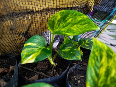 Epipremnum aureum yerleştirmek stresi azaltabilir