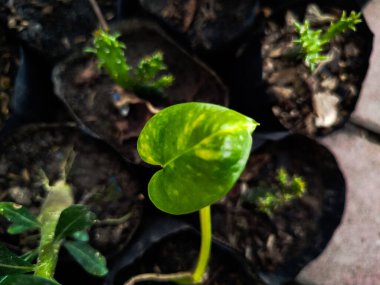 Epipremnum aureum yerleştirmek stresi azaltabilir