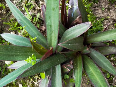 Tradescantia Spathacea bitkisi iltihap önleyici ve ishal ilacı olarak kullanılabilir.