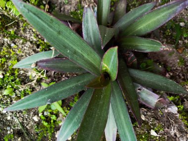 Tradescantia Spathacea bitkisi iltihap önleyici ve ishal ilacı olarak kullanılabilir.