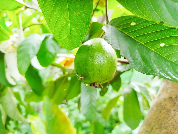 Kristal guava, gözleri sağlıklı tutan birçok besine sahiptir.