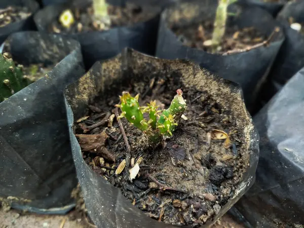 Opuntia Cochenillifera bitki tohumları büyümeye başlar.