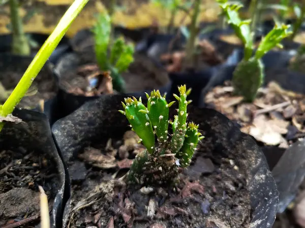 Opuntia Cochenillifera bitki tohumları büyümeye başlar.