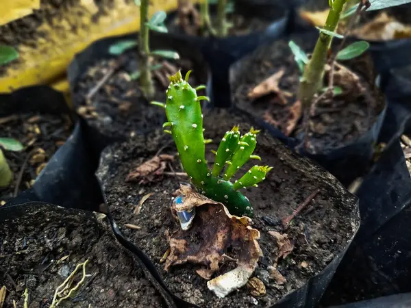 Opuntia Cochenillifera bitki tohumları büyümeye başlar.