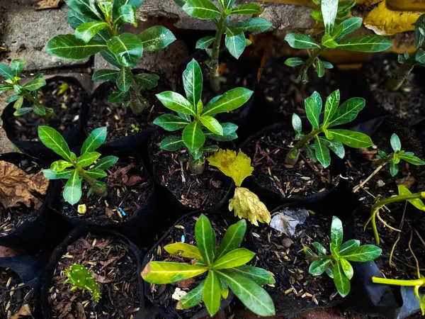 Bahçede yeşil yapraklar