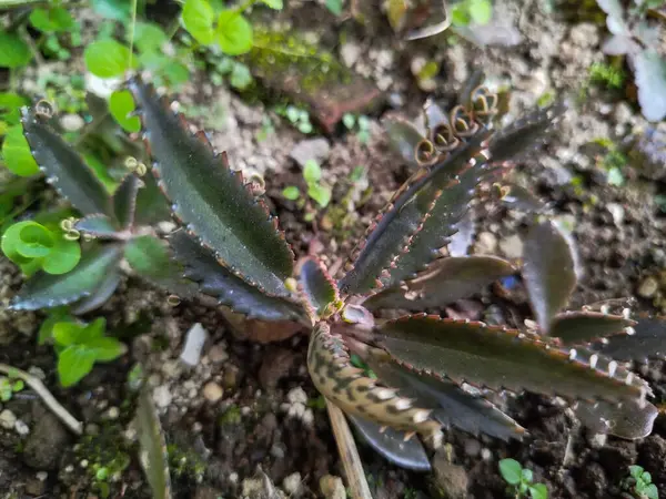 Kalanchoe Daigremontiana bitkisi küçük yaraların iyileşmesine yardımcı olabilir.