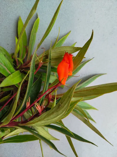 Nematanthus Gregarius bitkisinin bakımı kolaydır ve balık şeklinde sarı çiçekleri vardır.