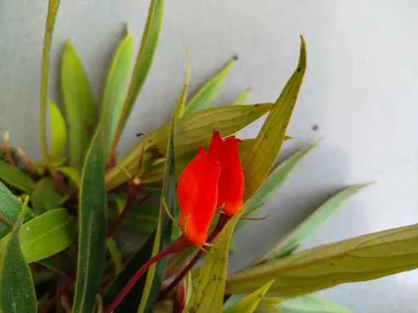 Nematanthus Gregarius bitkisinin bakımı kolaydır ve balık şeklinde sarı çiçekleri vardır.