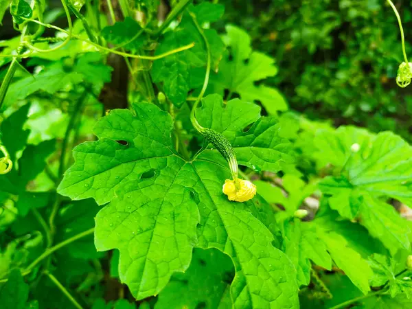 Momordica Charantia yaprakları yeşildir ve beş parmak şeklindedir.