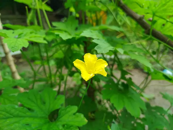 Momordika Charantia çiçekleri parlak sarıdır.