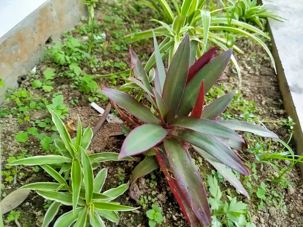 Tradescantia Spathacea bitkisi iltihap önleyici ve ishal ilacı olarak kullanılabilir.