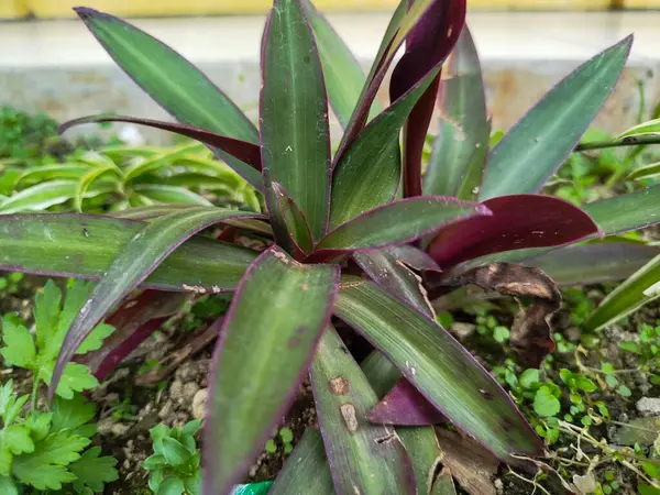 Tradescantia Spathacea bitkisi iltihap önleyici ve ishal ilacı olarak kullanılabilir.