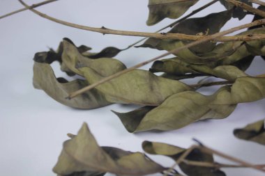 Yapraklar kan basıncını düşürebilir