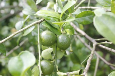 taze portakal meyvesi hala sapında.