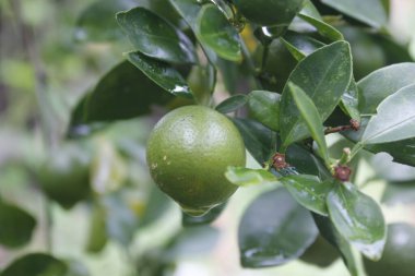 taze portakal meyvesi hala sapında.
