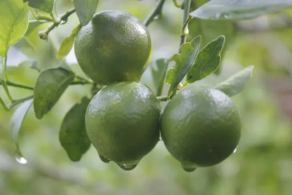 taze portakal meyvesi hala sapında.