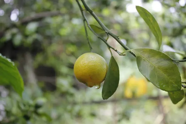 taze portakal meyvesi hala sapında.