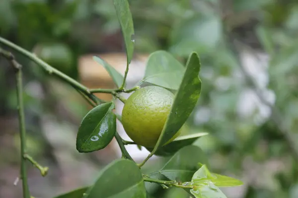 taze portakal meyvesi hala sapında.