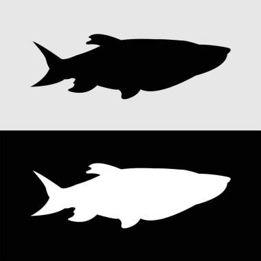 Masher balık silueti tasarımı. Birçok hayranı cezbetmeye başlayan nehir balıkları.