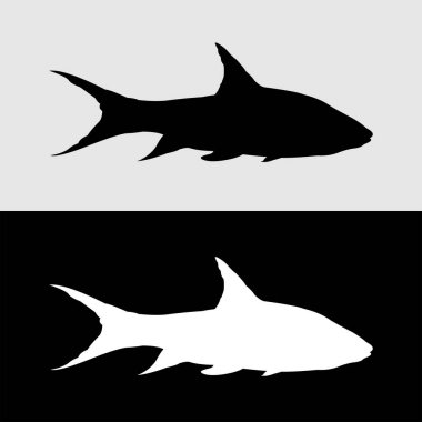 Masher balık silueti tasarımı. Birçok hayranı cezbetmeye başlayan nehir balıkları.