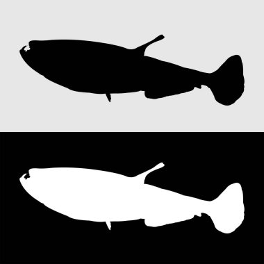 Sık sık saklanan yırtıcı balıkların siluet tasarımı