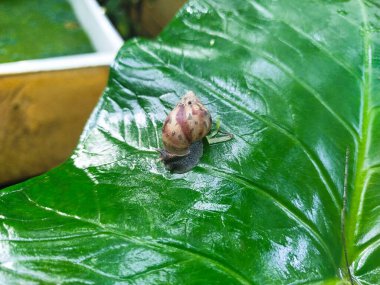 Taro yapraklarındaki salyangozların fotoğrafı