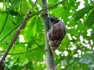 Cassava ağacının gövdesinde salyangoz resmi.