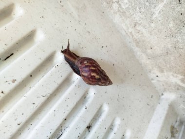 Beyaz arkaplanlı salyangoz fotoğrafı