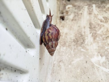 Beyaz arkaplanlı salyangoz fotoğrafı