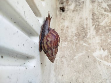 Beyaz arkaplanlı salyangoz fotoğrafı