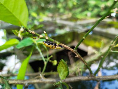 kahverengi tırtıl koza portakal ağacında