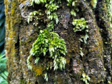 Yosun dolu ormandaki ağaç gövdelerinin durumu