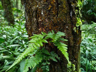 Yosun dolu ormandaki ağaç gövdelerinin durumu