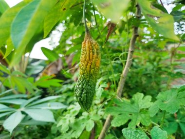 Acı kavun sebzeleri sararmaya ve çürümeye başlar.