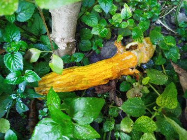 Acı kavun sebzeleri sararmaya ve çürümeye başlar.