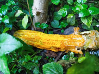 Acı kavun sebzeleri sararmaya ve çürümeye başlar.